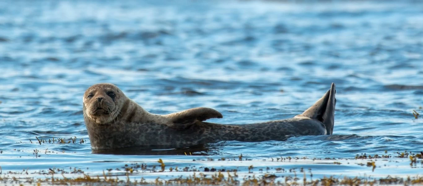 ΚΙΝΑΛ: «Απαιτούμε από την κυβέρνηση να δράσει άμεσα για τη σύλληψη δολοφόνων της φώκιας - συμβόλου της Αλοννήσου»
